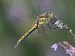 Sympetrum danae female-1245